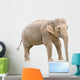 Asian elephant young female cutout Wall Decal