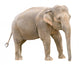 Asian elephant young female cutout Wall Decal