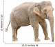 Asian elephant young female cutout Wall Decal