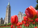 Parliament of canada, red tulips, Ottawa Wall Mural