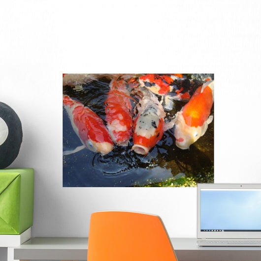 Hungry Japanese Carp Fishes Wall Mural