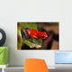 Red Poison Dart Frog