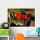 Red Poison Dart Frog