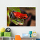 Red Poison Dart Frog