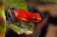 Red Poison Dart Frog