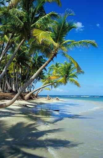Beautiful Beach with Palm Wall Decal