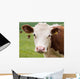 Friendly Cow