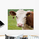 Friendly Cow