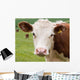 Friendly Cow