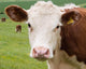 Friendly Cow
