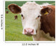 Friendly Cow