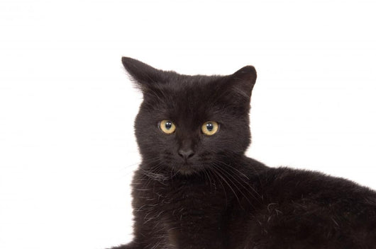 Face Black Cat Wall Decal