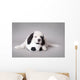 Little Landseer Puppy with