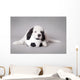 Little Landseer Puppy with
