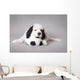 Little Landseer Puppy with