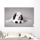 Little Landseer Puppy with