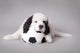 Little Landseer Puppy with
