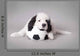 Little Landseer Puppy with
