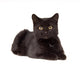 Black Cat Laying down Wall Decal