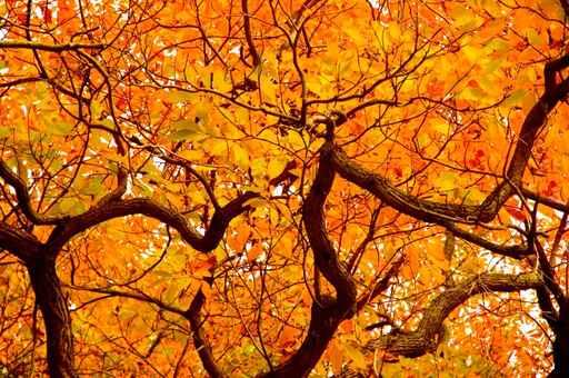 Orange Leaves Autumn Wall Decal