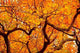 Orange Leaves Autumn Wall Decal