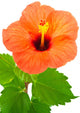 Hibiscus Flower