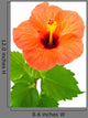 Hibiscus Flower