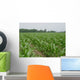 Corn Field 4 Wall Decal