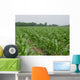 Corn Field 4 Wall Decal