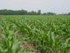 Corn Field 4 Wall Decal