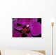 Orchidee