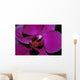 Orchidee