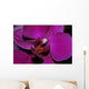 Orchidee