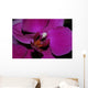Orchidee