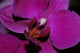Orchidee