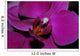 Orchidee