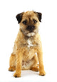 english border terrier Wall Decal