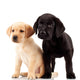 Two Cute Labrador Puppies Wall Decal