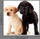 Two Cute Labrador Puppies Wall Decal