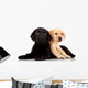 Two Cute Labrador Puppies