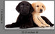Two Cute Labrador Puppies