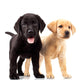 Two Cute Labrador Puppies Wall Decal
