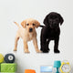 Two Cute Labrador Puppies