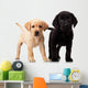 Two Cute Labrador Puppies