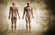 Human Body