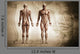 Human Body