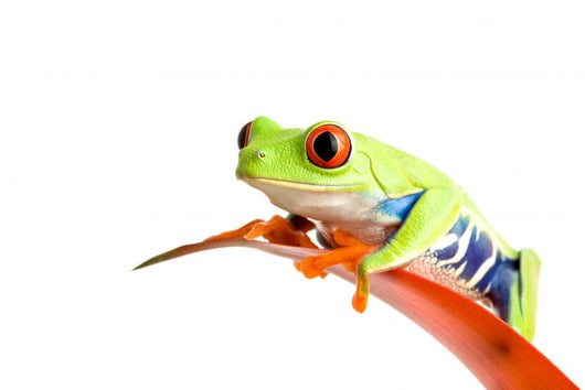 Frog Guzmania Wall Decal