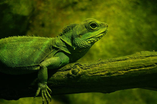 Iguane Wall Decal