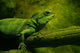 Iguane Wall Decal