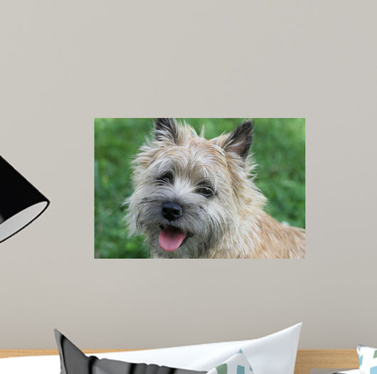 Cairn Terrier
